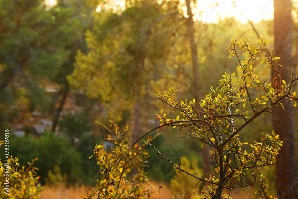 abstract autumnal dreamy image of forest at sunset light abstract autumnal dreamy image of forest at sunset light