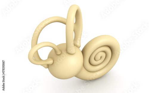 3d rendered inner ear isolated on white background