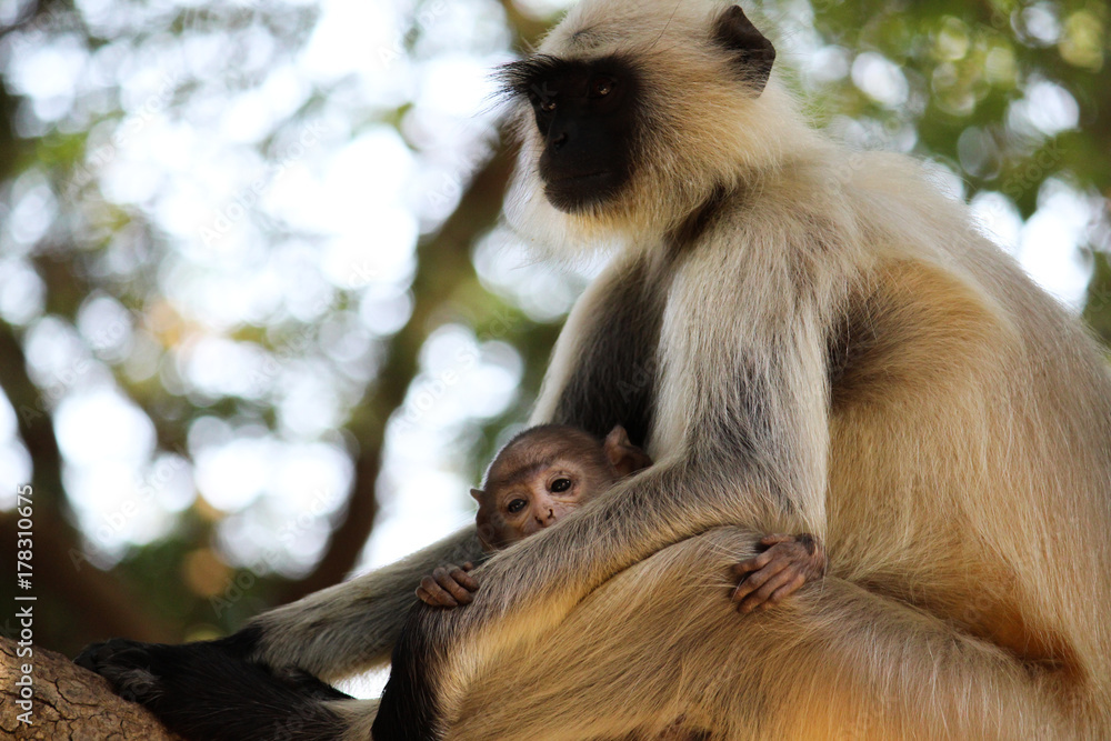 Fototapeta premium monkey