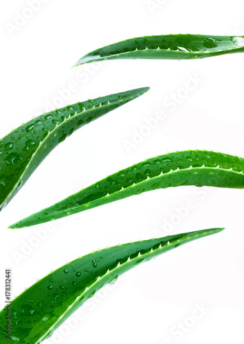 aloe leaf isolated white background