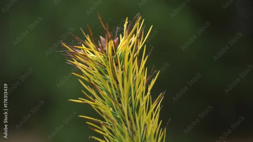 Yellow Autumn Branch Of A Pine Yellow Autumn Branch Of A Pine