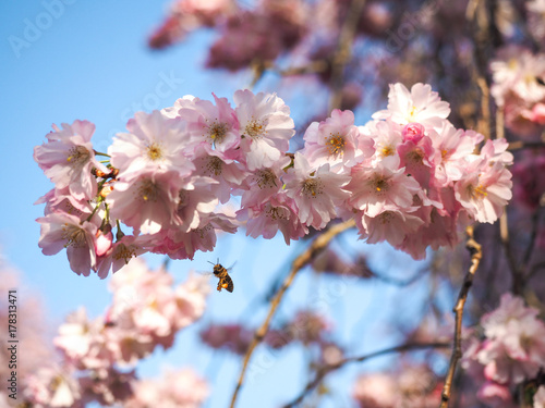 Cherry Blossom Macro with Bee photo