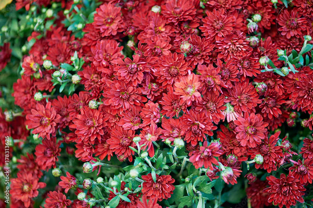 texture red flowers with green leaves. Macro texture red flowers with green leaves. Macro