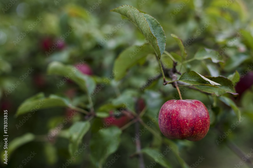 A ripe apple hanging on the branch of an apple tree A ripe apple hanging on the branch of an apple tree