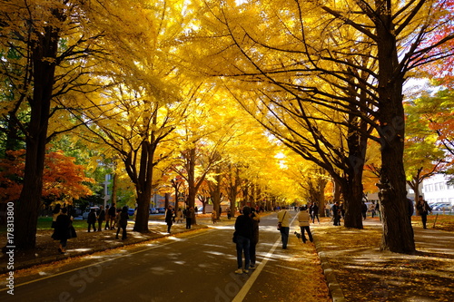 北海道大学の紅葉