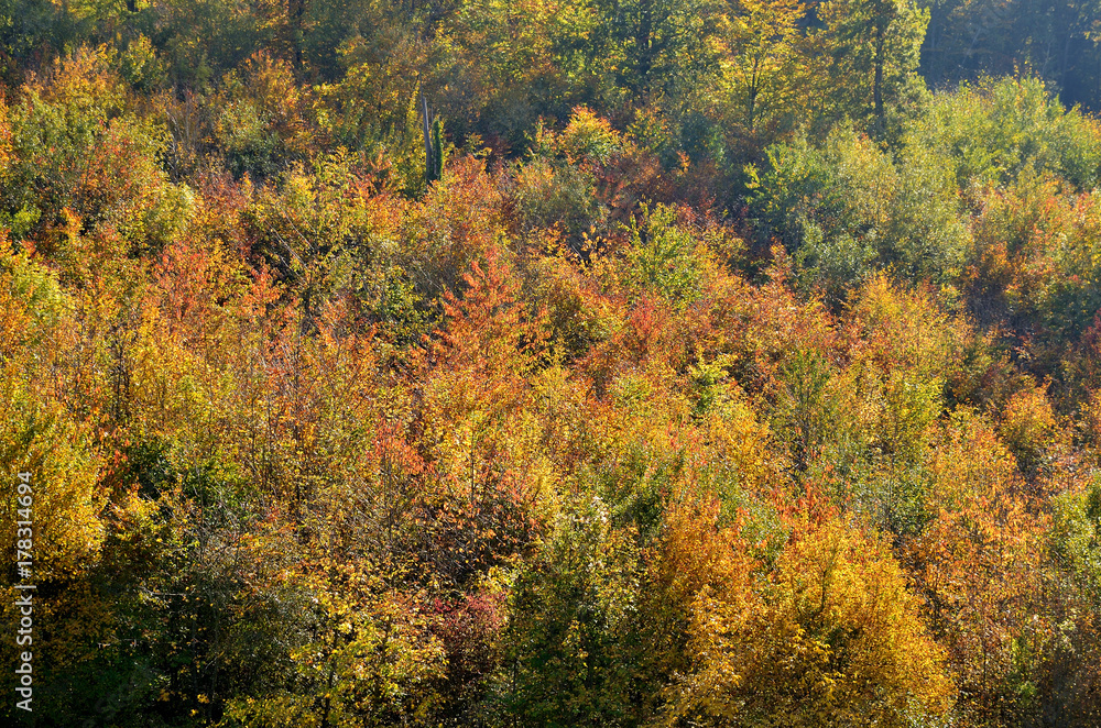 Herbstwald Herbstwald