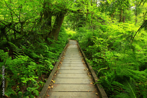 a picture of an Pacific Northwest forest trail