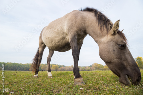 horse eat grass in the pasture
