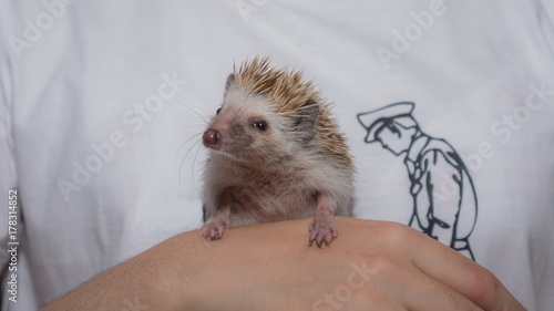 A small hedgehog in hands of young girl