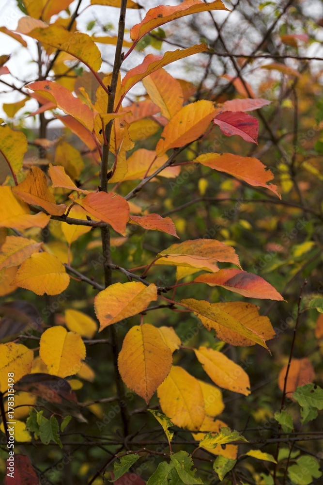 autumn color leaves in nature autumn color leaves in nature