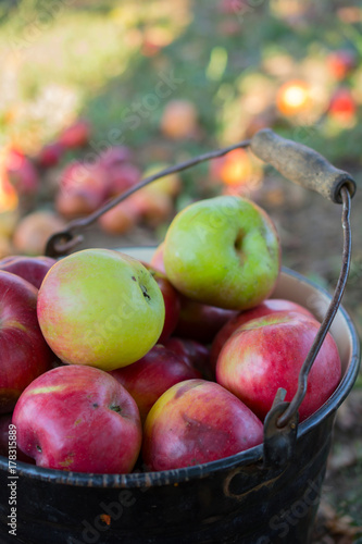 Fresh windfall apples
