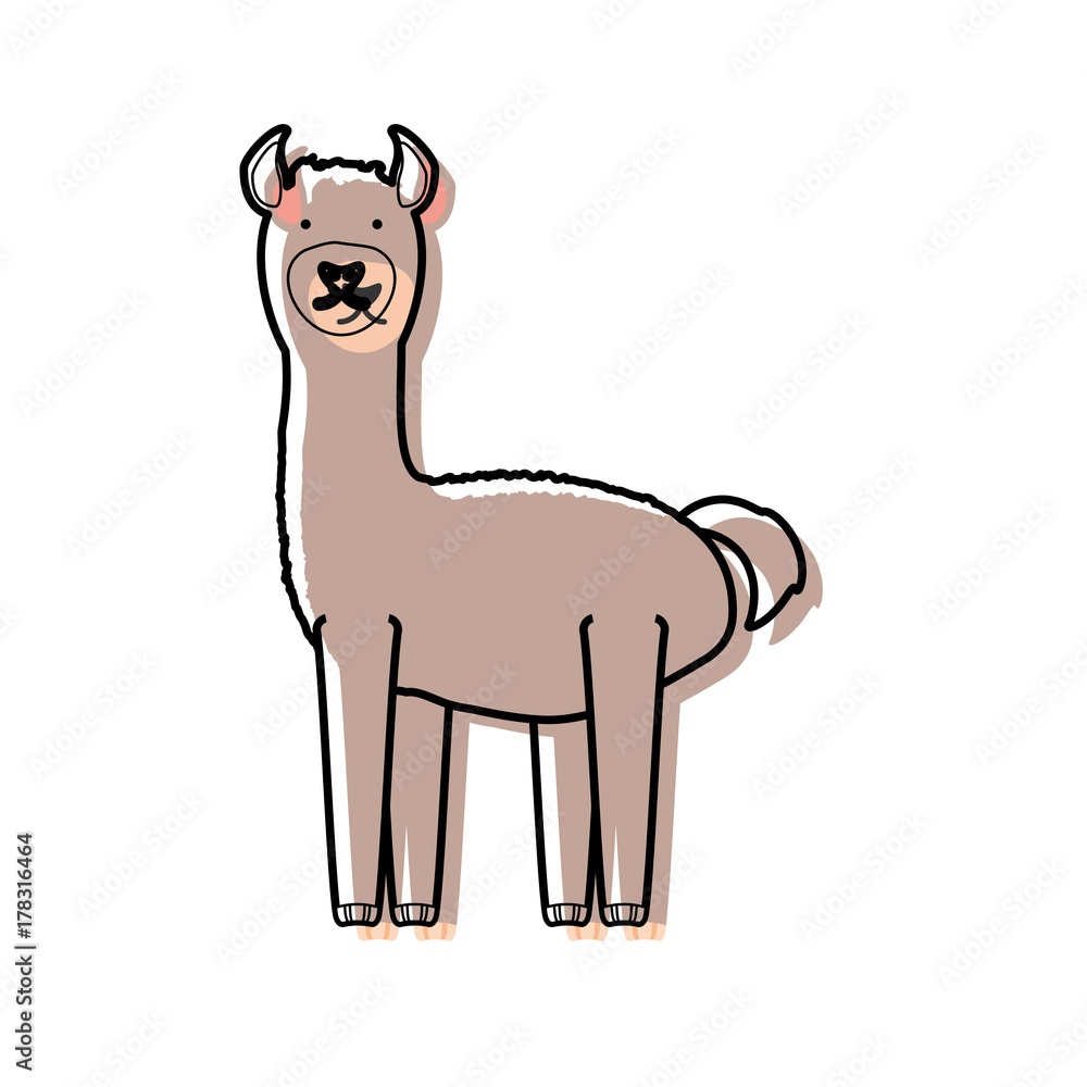 cartoon alpaca icon over white background vector illustration
