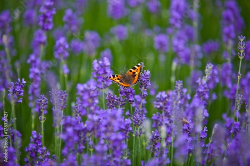 The Lavander Butterfly