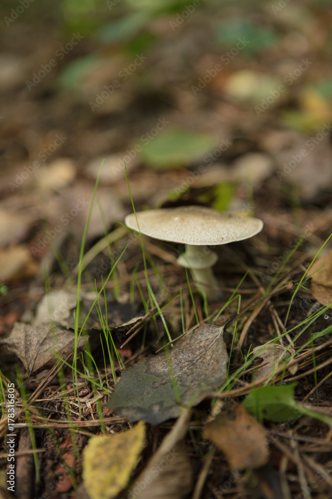 Istanbul, Belgrad forest , Close-Up Of Mushroom Growing Outdoors