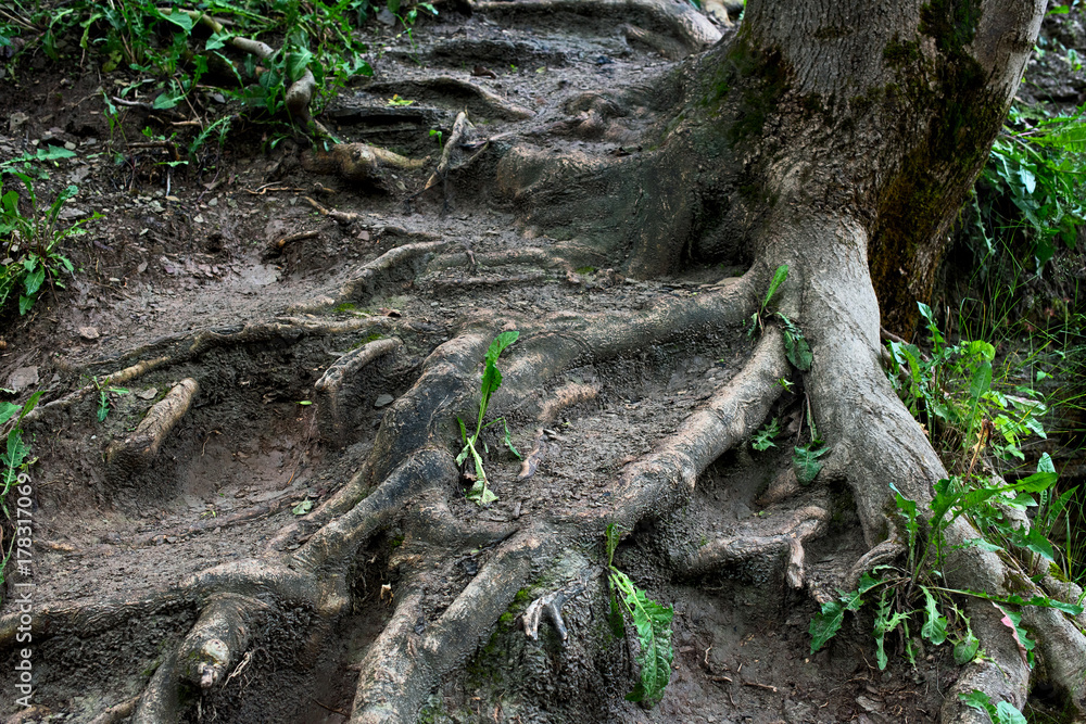 The roots of a tree in mud, dirt and grass
