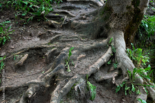 The roots of a tree in mud, dirt and grass