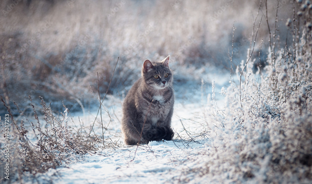 Grey cat on a cold winter day outside