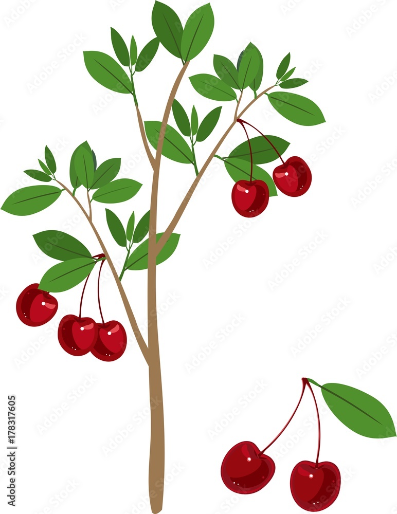Cherry tree with green leaves and ripe cherry fruits on white background Cherry tree with green leaves and ripe cherry fruits on white background