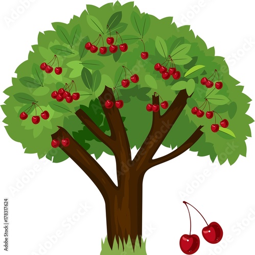 Cherry tree with green leaves and ripe cherry fruits on white background