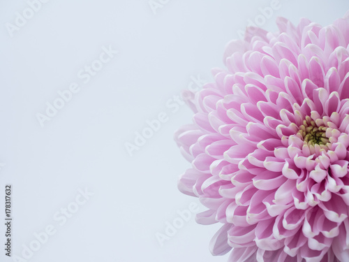 Light pink flower on a white background isolated with clipping path. Closeup. big shaggy flower. for design. Copy space.