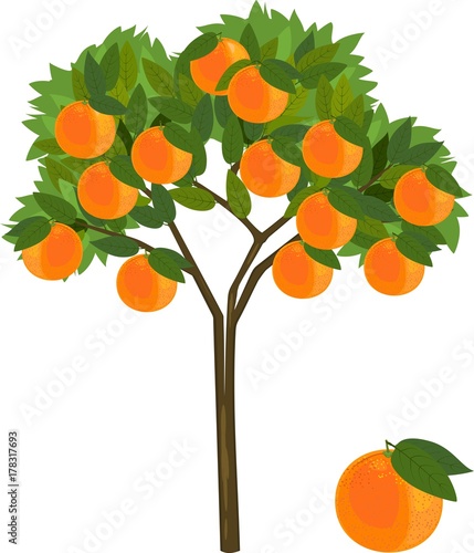 Orange tree with green leaves and ripe orange fruits on white background
