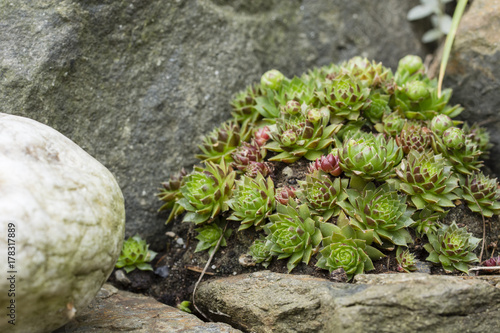 Quadro em tela A rock creak growing between stones.