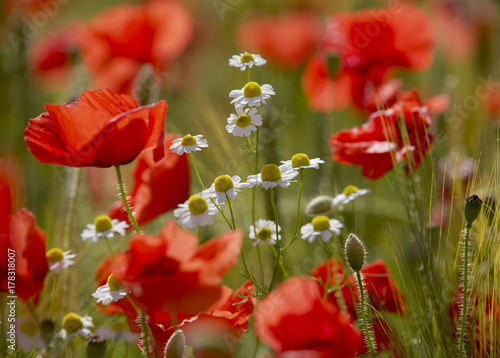 The Poppy & The Camomile
