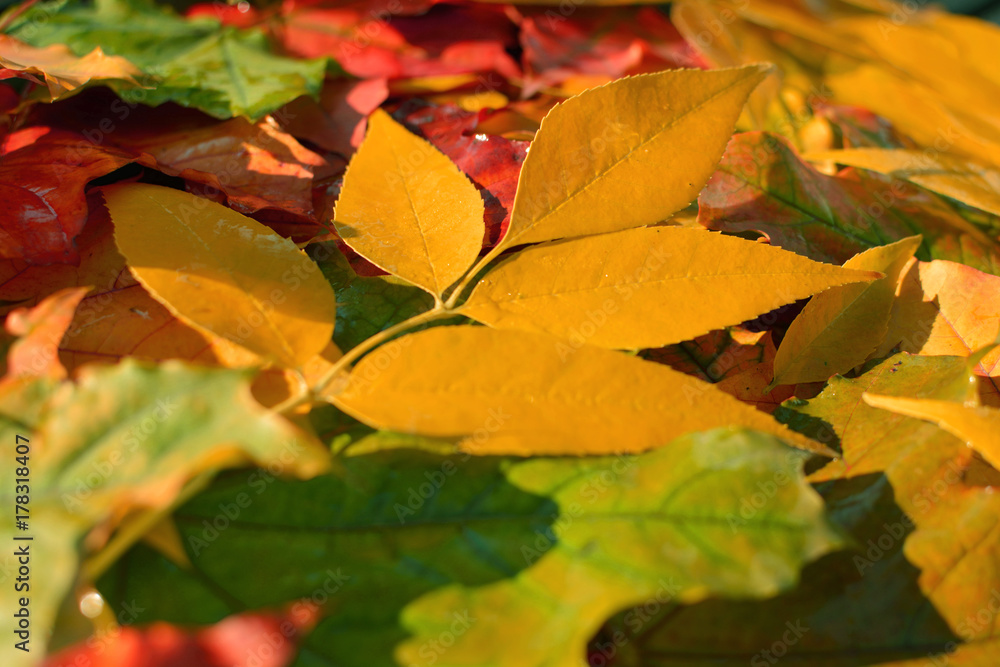 Obraz premium Varied, colorful autumn leaves. Autumn background.