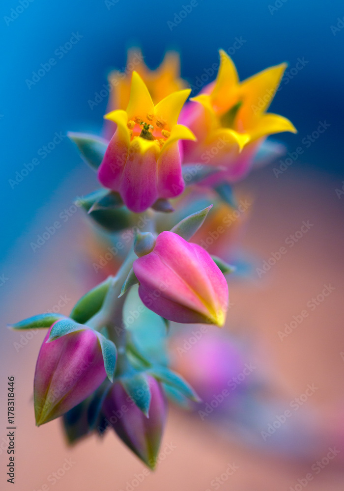 Echeveria comforting a sad photographer Echeveria comforting a sad photographer