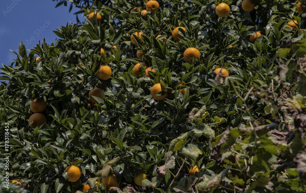 Oranger à Alferrarede Velha, Abrantes, Ribatejo, Portugal