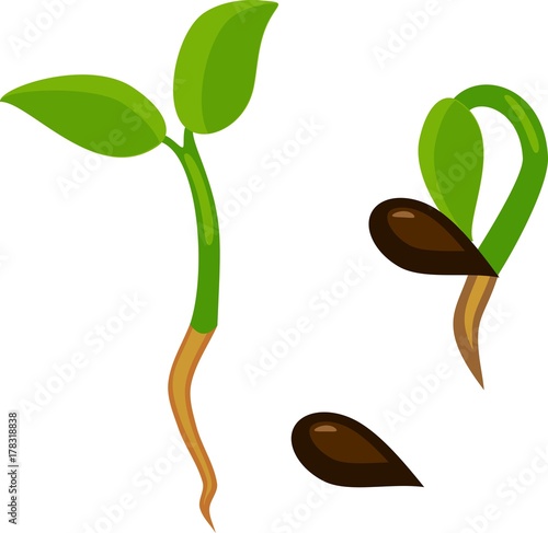 Seed and small sprout with two green leaves on white background