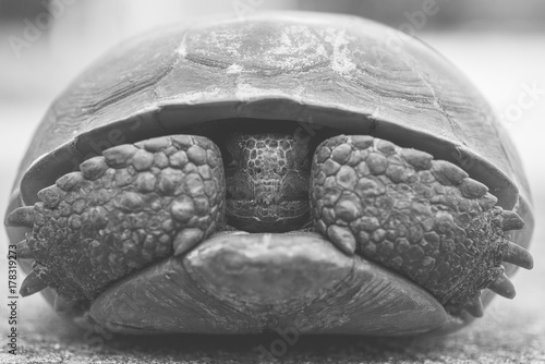 Gopher Tortoise Close Up photo