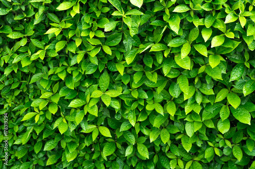 Canvas Print Green leave background. Evergreen shrub