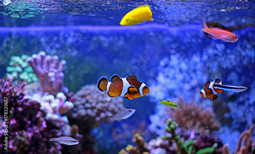 Popular fish enjoy in coral reef aquarium tank
