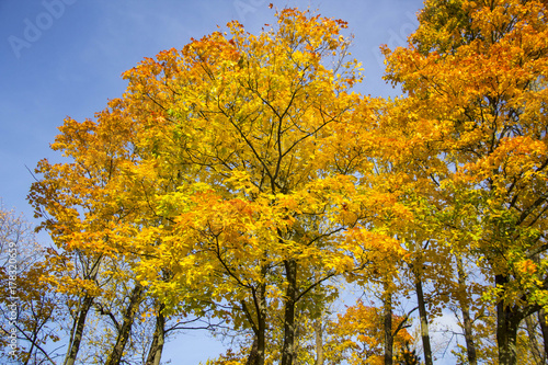 autumn background with colored leaves of the tree