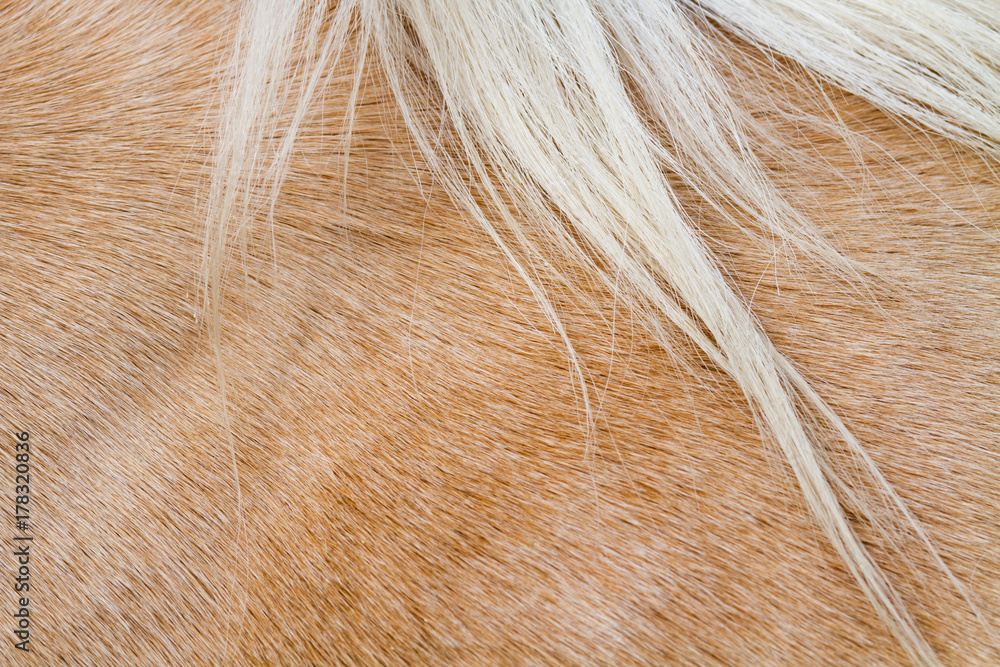 Fototapeta premium close up horse skin or fur concept for background