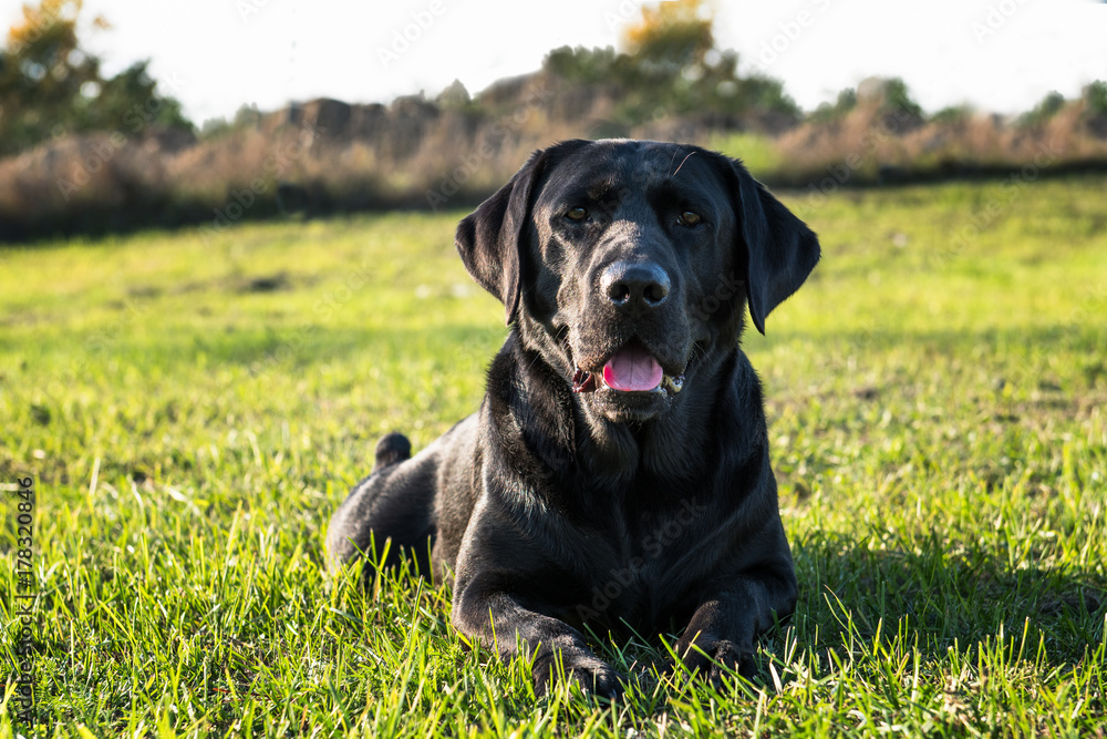 Face of black dog in the park at sunny day. Face of black dog in the park at sunny day.