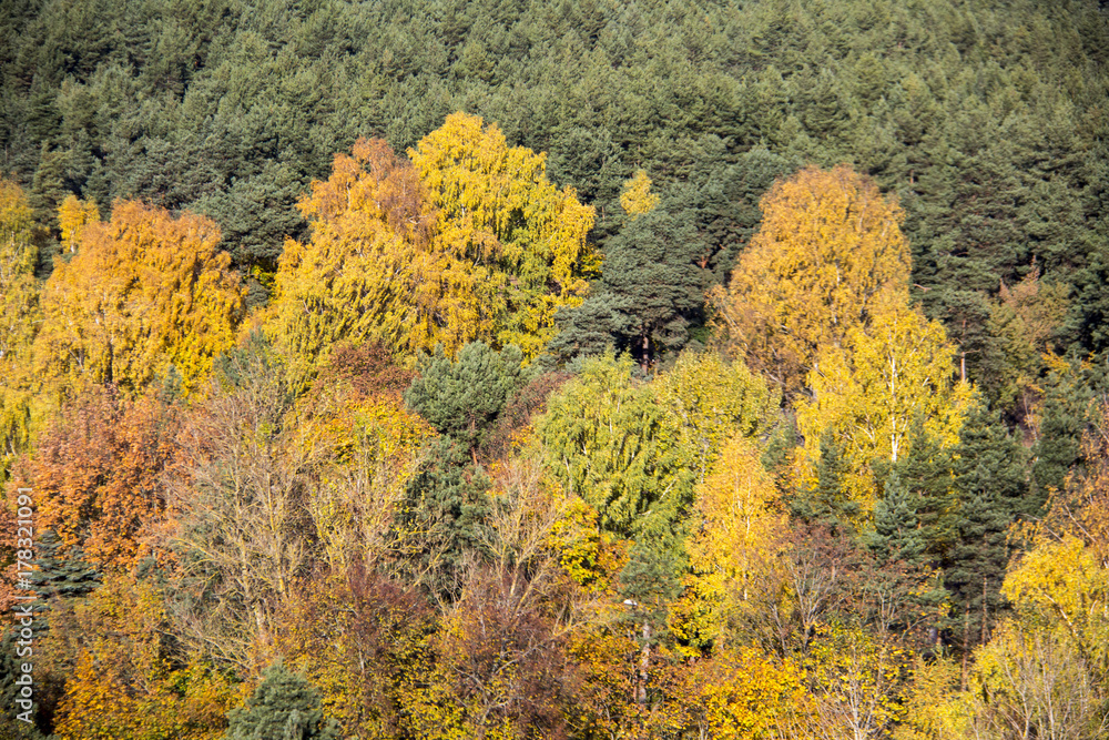 autumn background with colored leaves of the tree