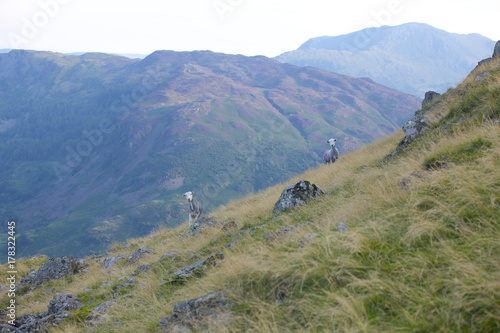 Wallpaper Mural Here's Looking At You Torontodigital.ca