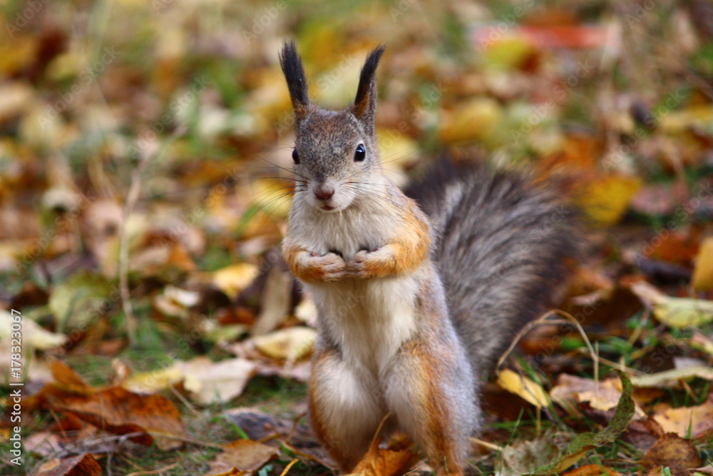 cute squirrel in the autumn forest милая и красивая белка в осеннем лесу cute squirrel in the autumn forest милая и красивая белка в осеннем лесу