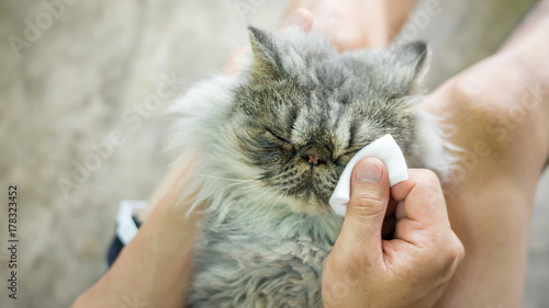 Man cleaning eye of a gray striped Persian cat.