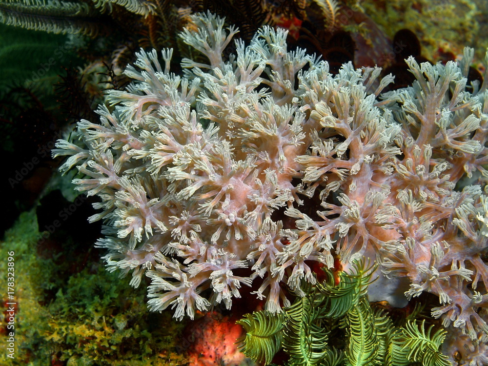 Naklejka premium Soft coral