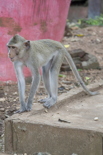 Monkeys - rhesus macaque in one of the temples of Thailand.