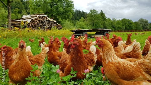 Bio Hühner Herde  auf grüner Wiese 3