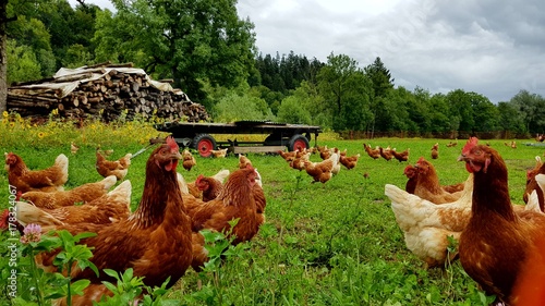 Bio Hühner Herde  auf grüner Wiese 2 photo