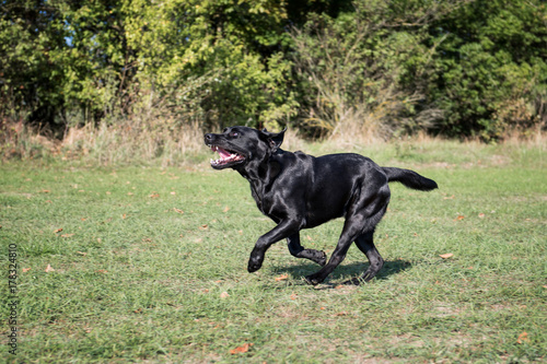 Black dog running in the park at sunny day.