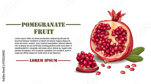 Pomegranate realistic Vector isolated on white background with place for texts