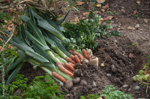 carottes et poireaux dans un jardin potager photo