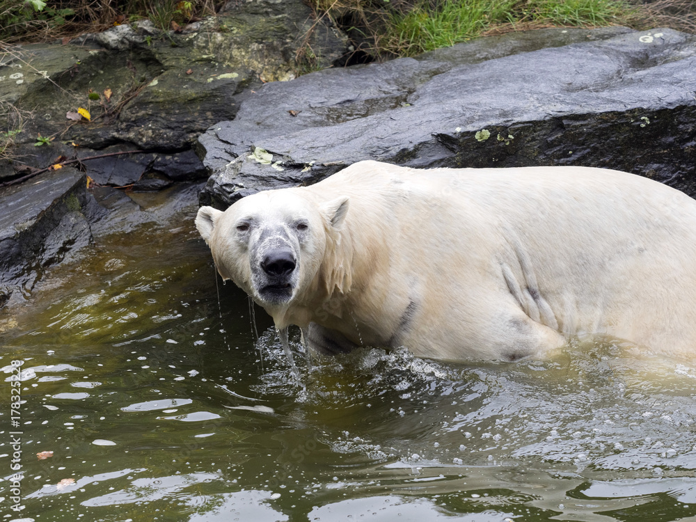 Polar bear, Thalarctos maritimus, swim excellent