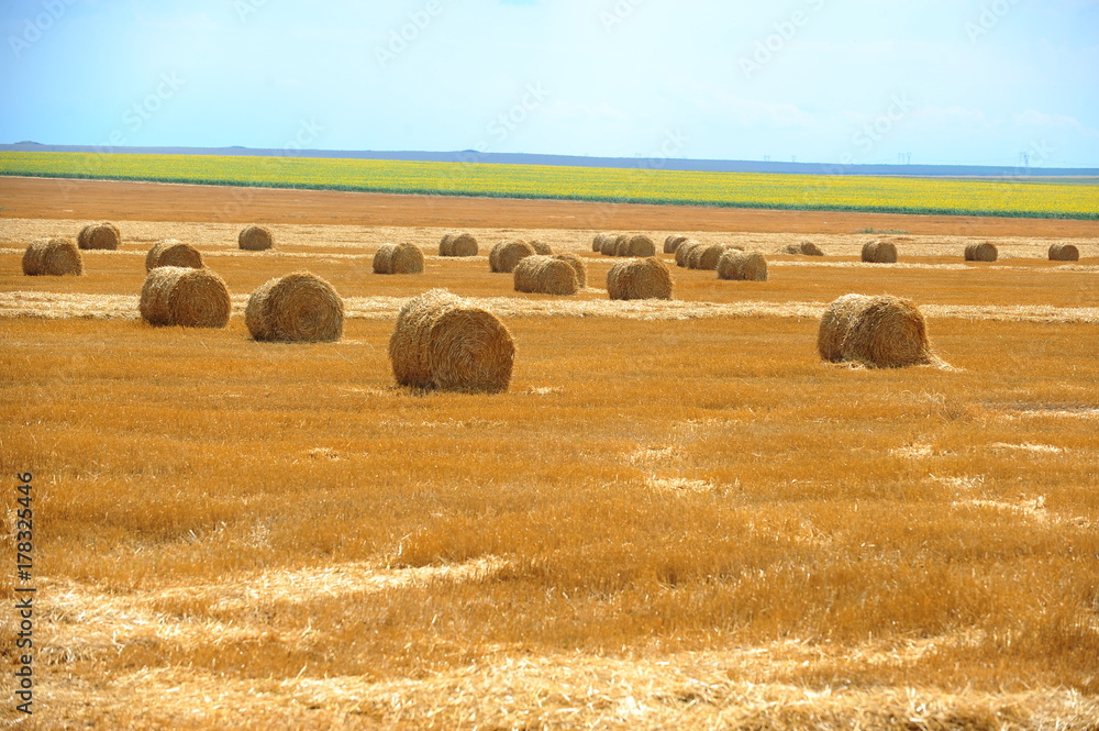 Large round straw bales on the field in a sunny day